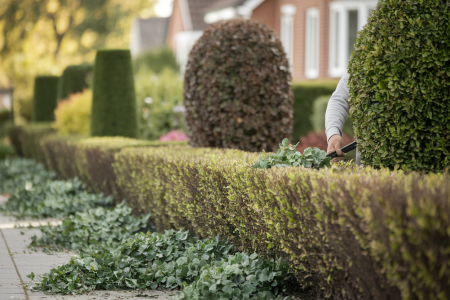 personne-taillant-haie-jardin-suburbain
